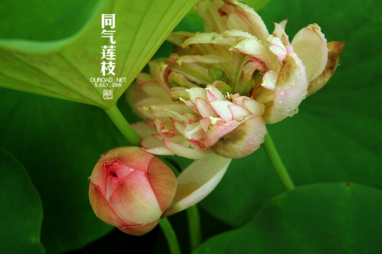 莲荷