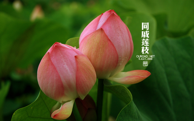 莲荷