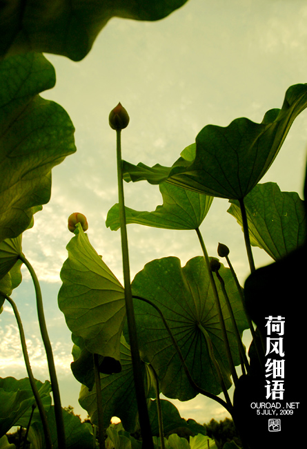 莲荷