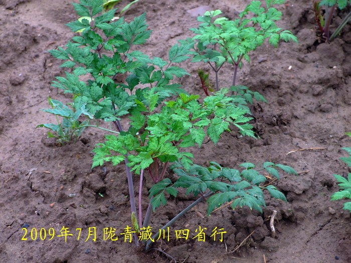 DSCF2625.jpg