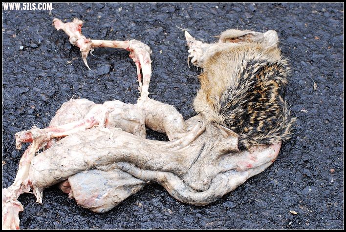 路边秃鹫3猎物.jpg