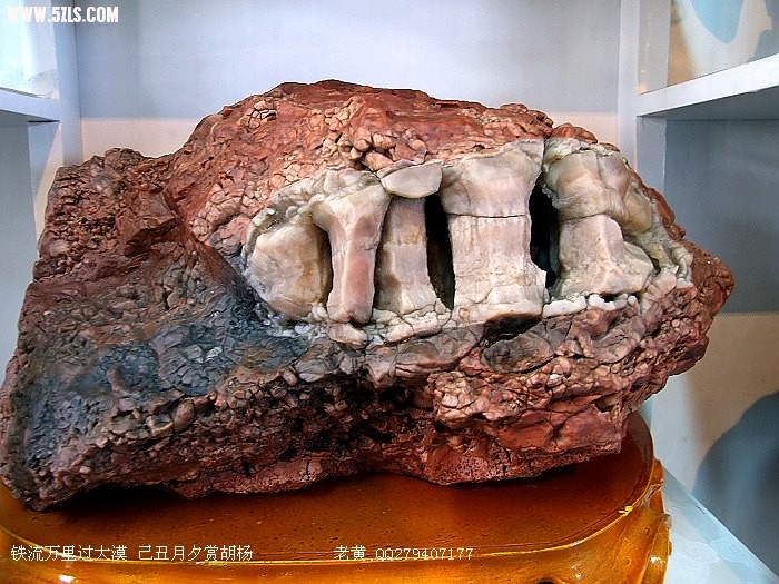 DSCF6130.jpg