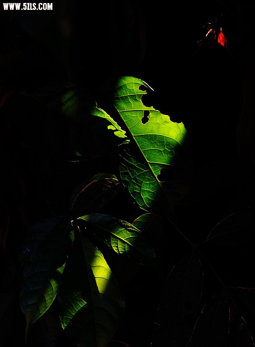 DSC_2230-.jpg