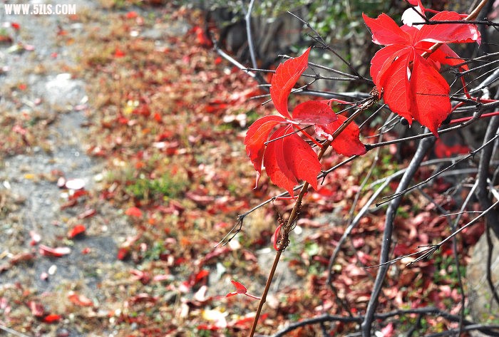 DSC_4288.jpg