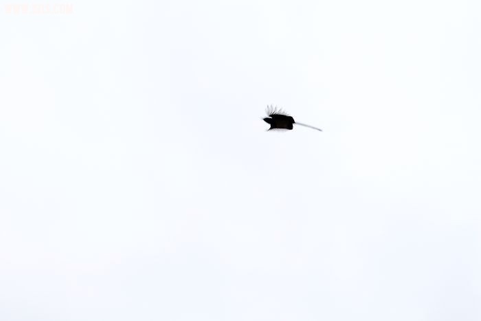 IMG_2524.JPG