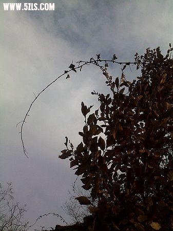 nEO_IMG_20091116315.jpg