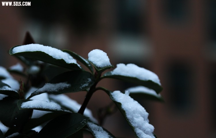 IMG_0387_Ӱ_1.jpg