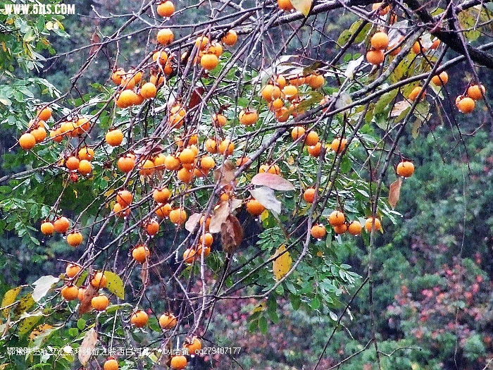 DSCF7979.JPG