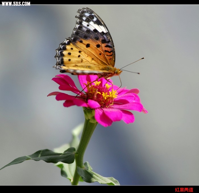 nEO_IMG__DSC5796.jpg
