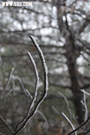 DSC_0486.JPG