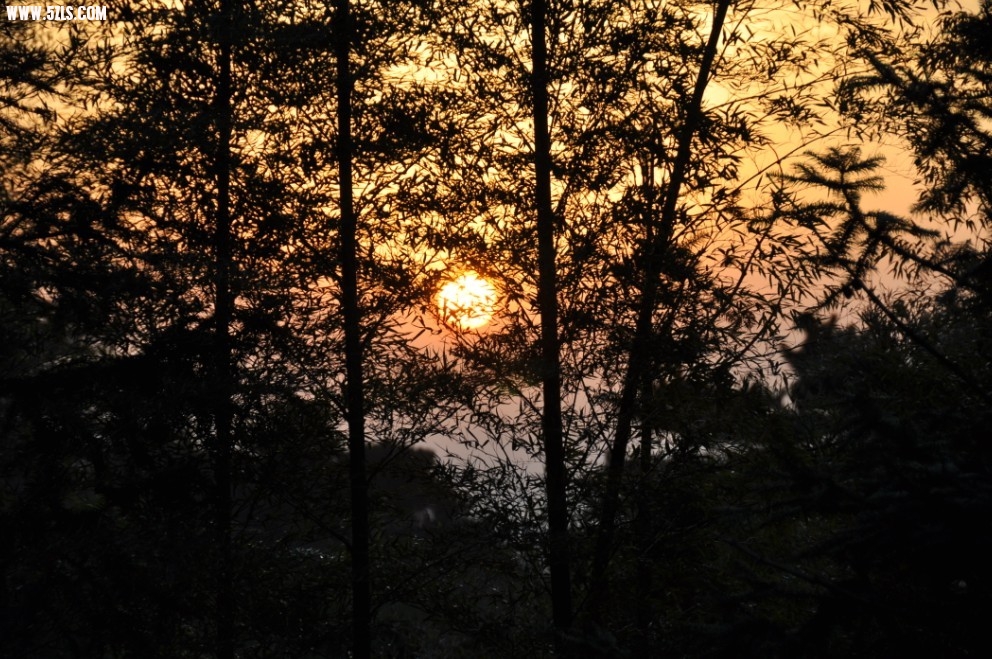 竹林中的夕阳 
