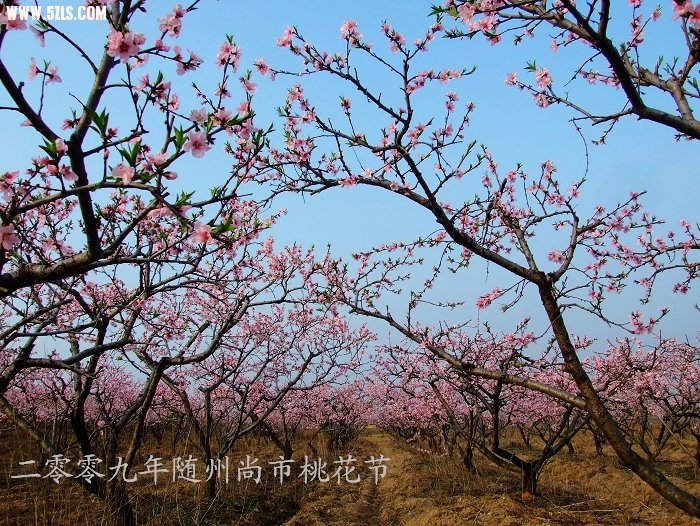 20090326_f801cf0488666e5d8222nitCBZ2IhZpV.jpg