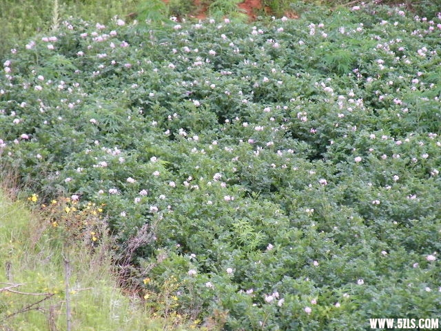 DSCF8724.JPG