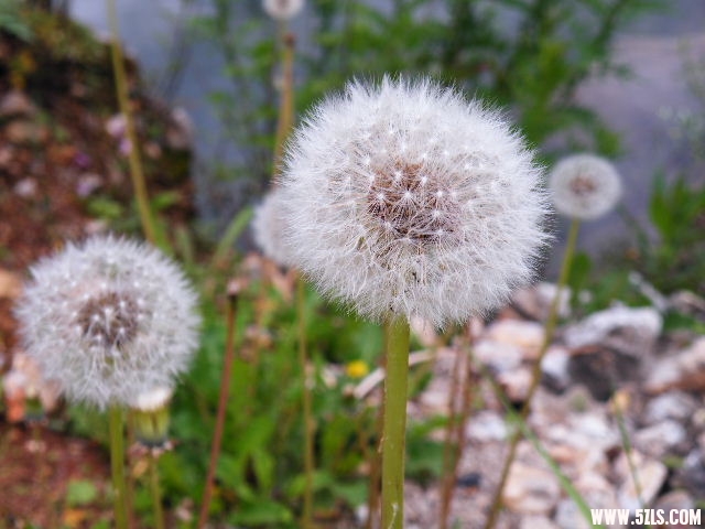 DSCF8845.JPG
