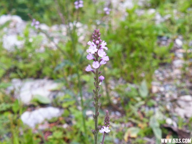 DSCF8835.JPG
