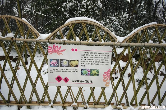 2010ĵһѩ006.jpg