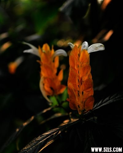  118.jpg