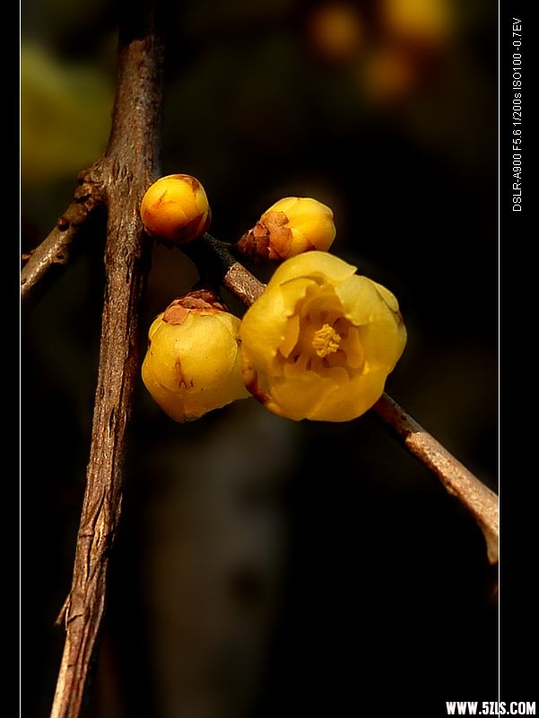 nEO_IMG_DSC00231.jpg