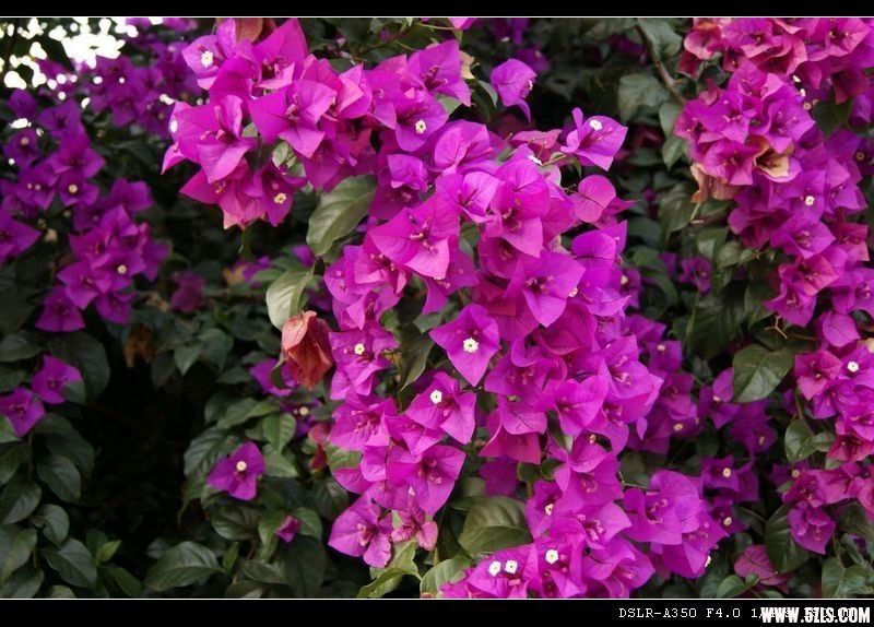 DSC00890.JPG