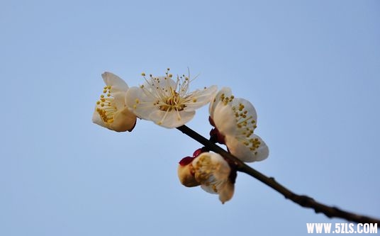 DSC_0520.jpg