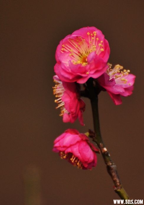 DSC_0489.jpg