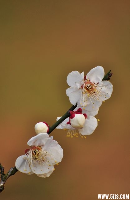 DSC_0508.jpg