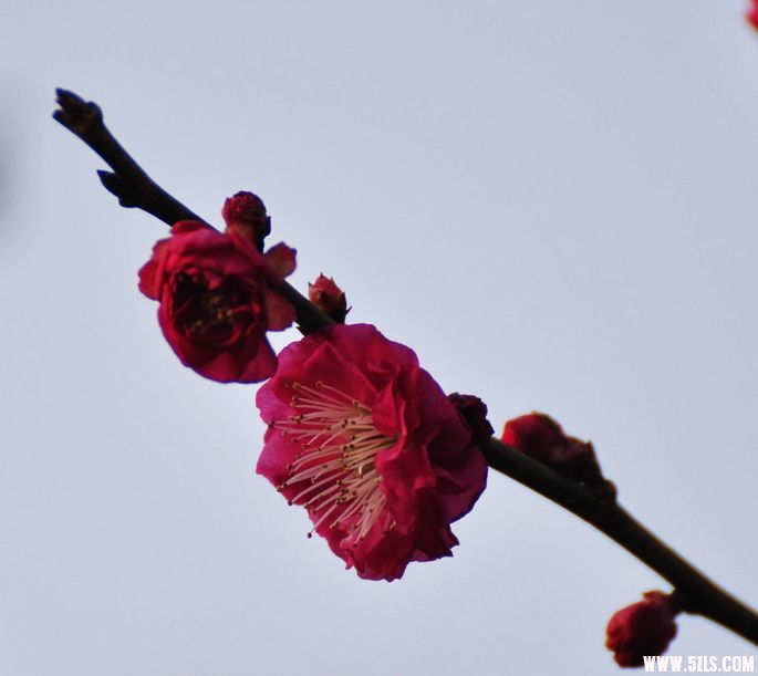 DSC_0465.jpg