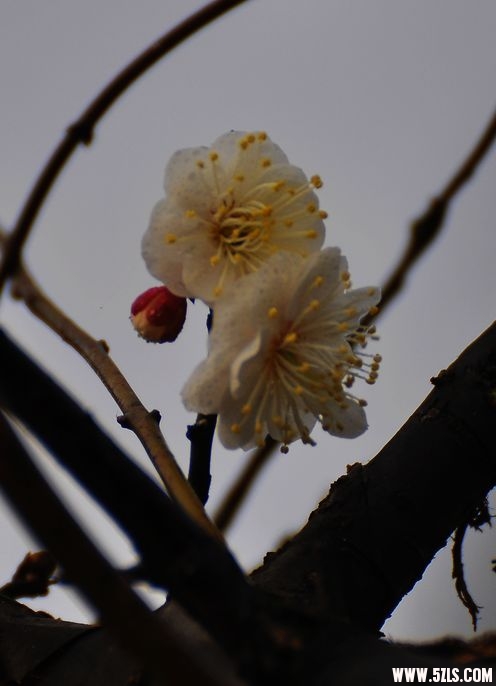 DSC_0033.jpg