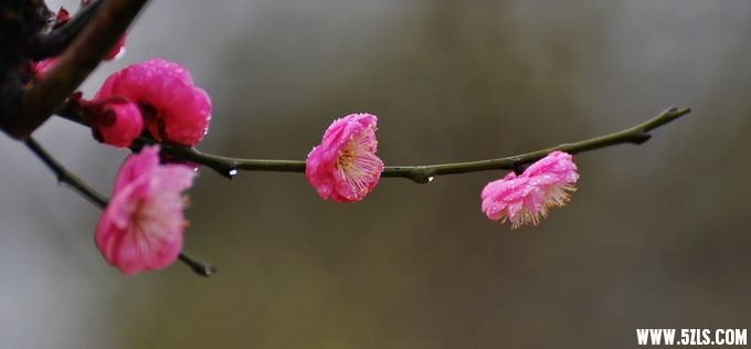 DSC_0035.jpg