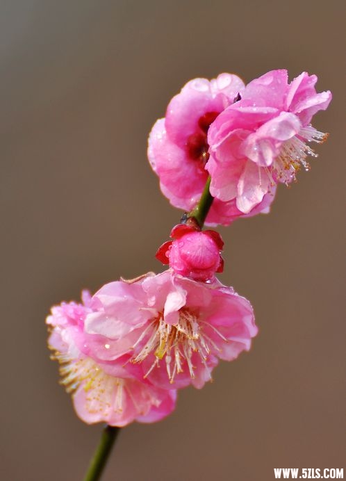 DSC_0036.jpg