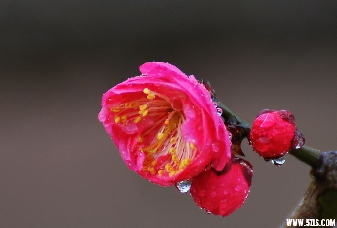 DSC_0059.jpg