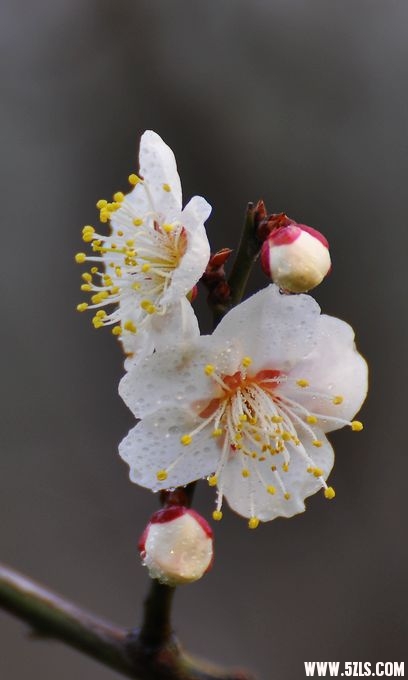 DSC_0070.jpg