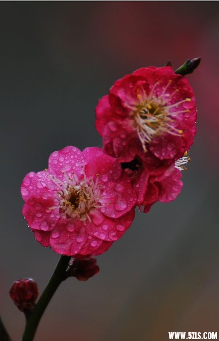 DSC_0084.jpg
