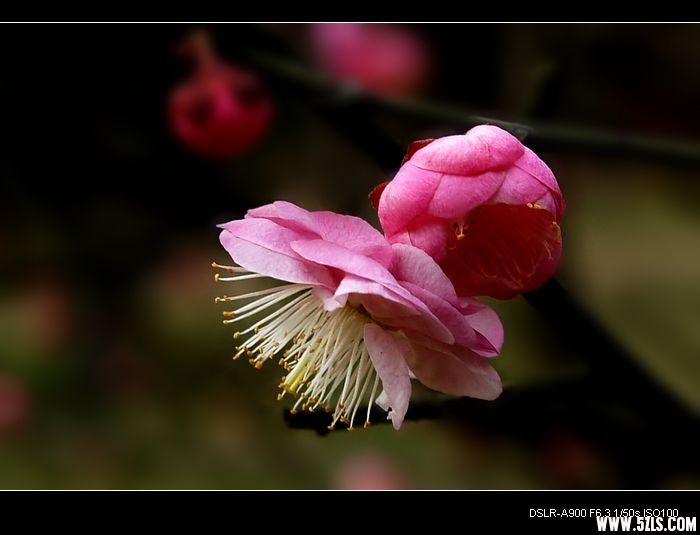 DSC02124.jpg
