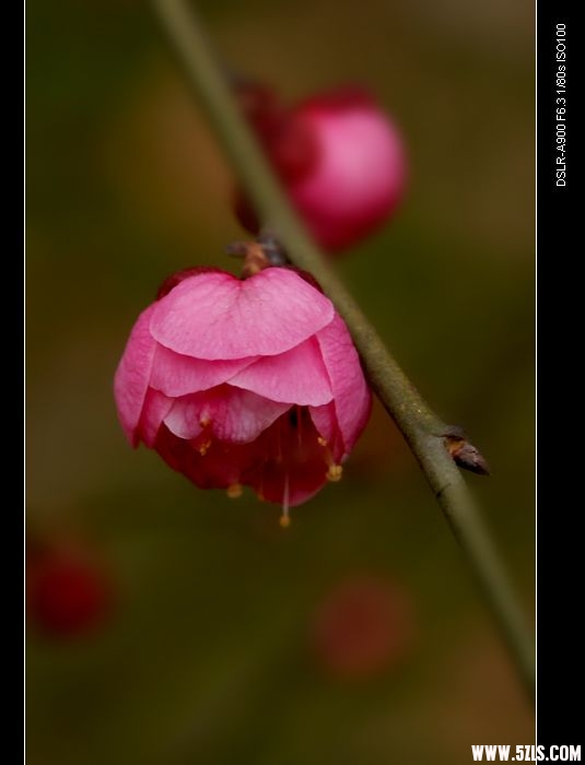 DSC02162.jpg