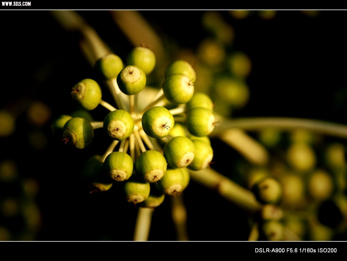 DSC00901.jpg