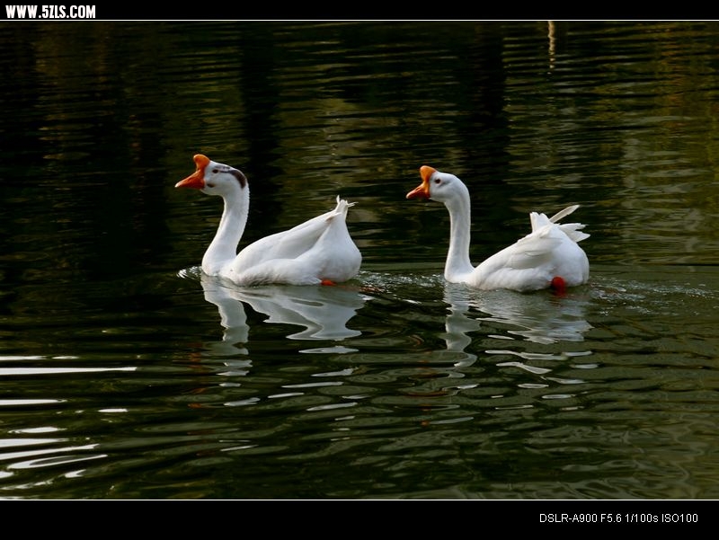 DSC00325.jpg