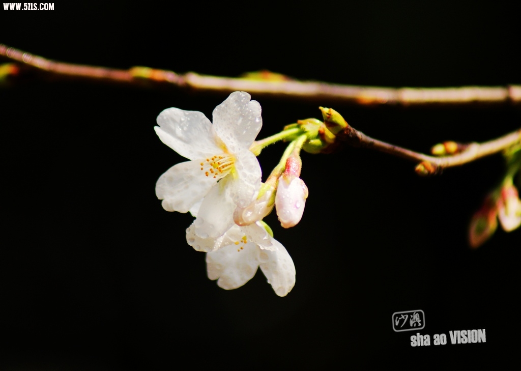 DSC0062_Ӱ_1.jpg
