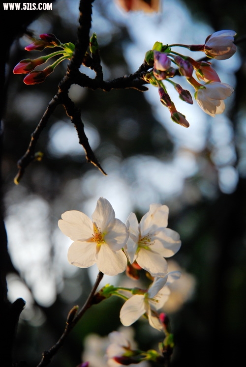 DSC_0040.jpg