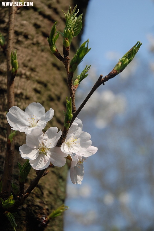 DSC_0042.jpg