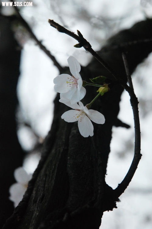 DSC_0083.jpg