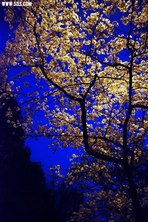 樱花