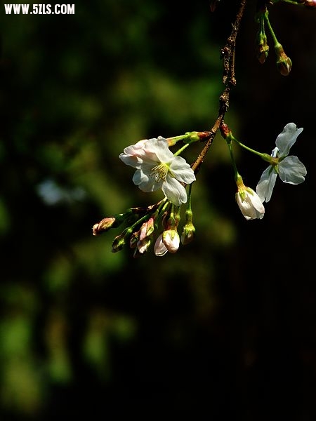 Ƭ 003.jpg