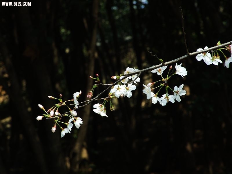 Ƭ 045.jpg