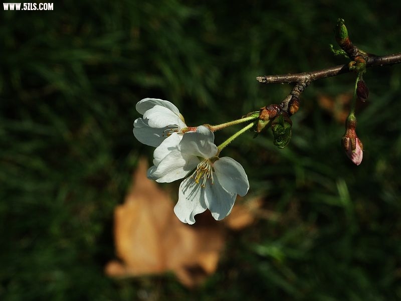 Ƭ 051.jpg