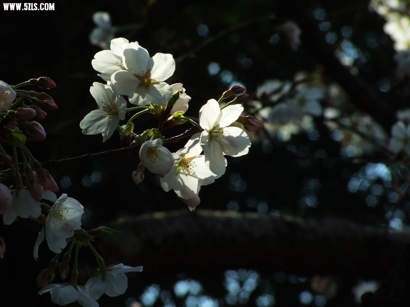 Ƭ 054.jpg