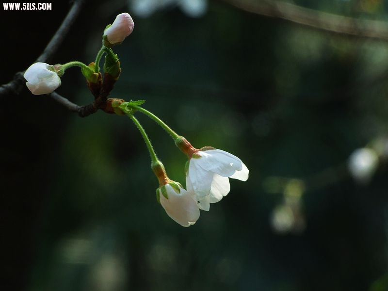 Ƭ 058.jpg
