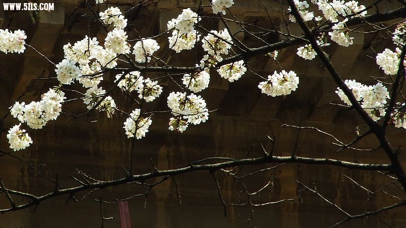 Ƭ 067.jpg