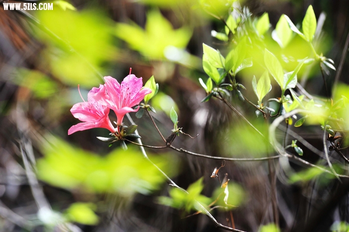 DSC_2137_107.jpg