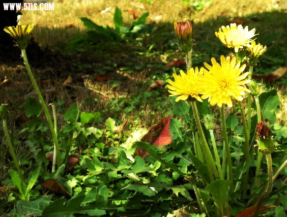 Ƭ 006.jpg
